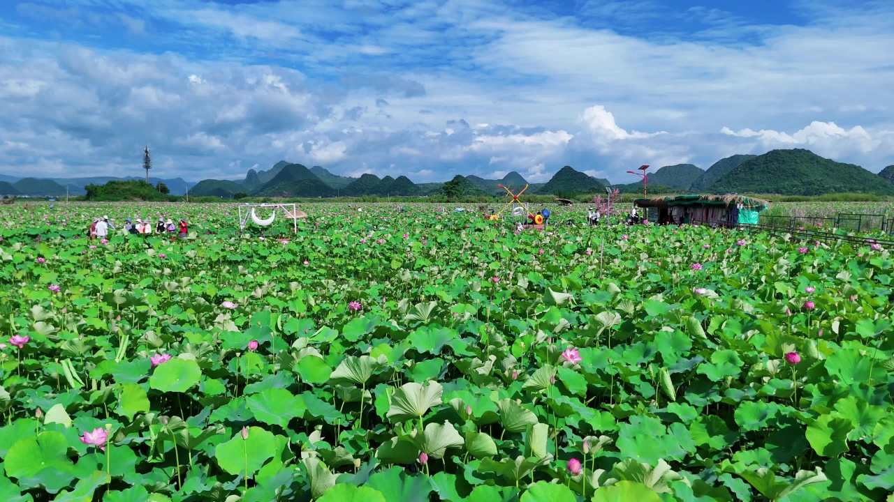 荷塘美景与悠闲时光