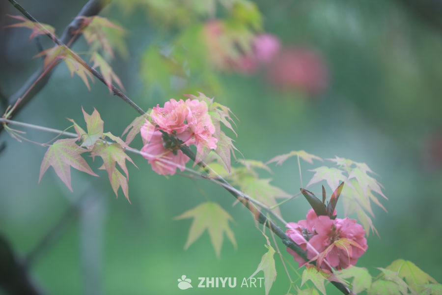 春日樱花绽放