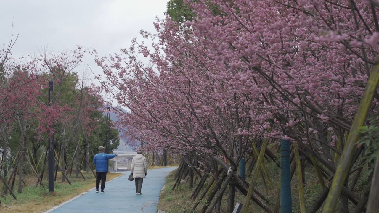 樱花下的漫步