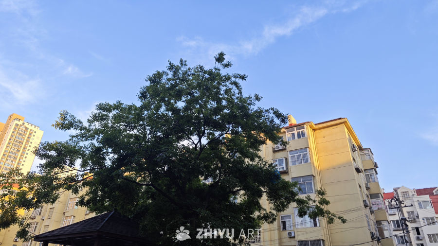 树楼天空
