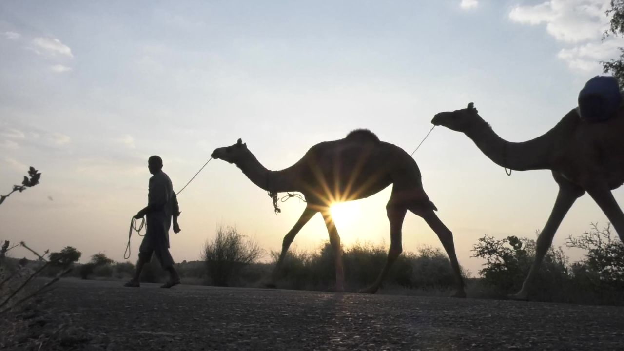 骆驼美太阳自然