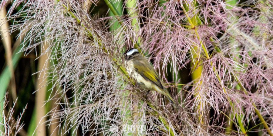 芦苇丛中的小鸟