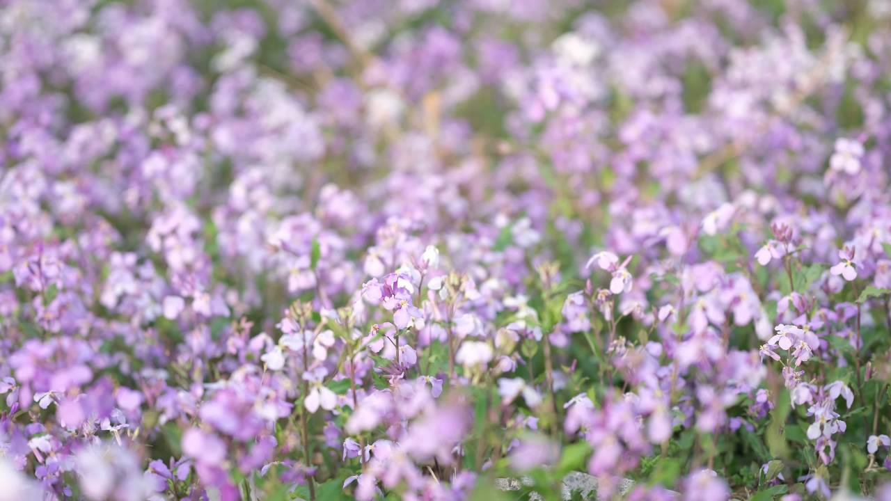 海棠花 3