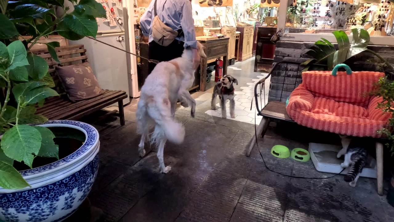 狗狗打架