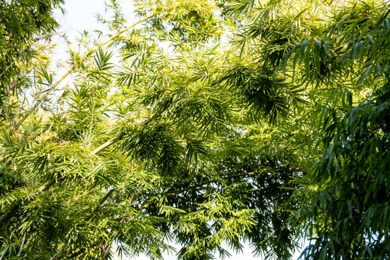 植物竹叶竹子树枝树叶摄影图