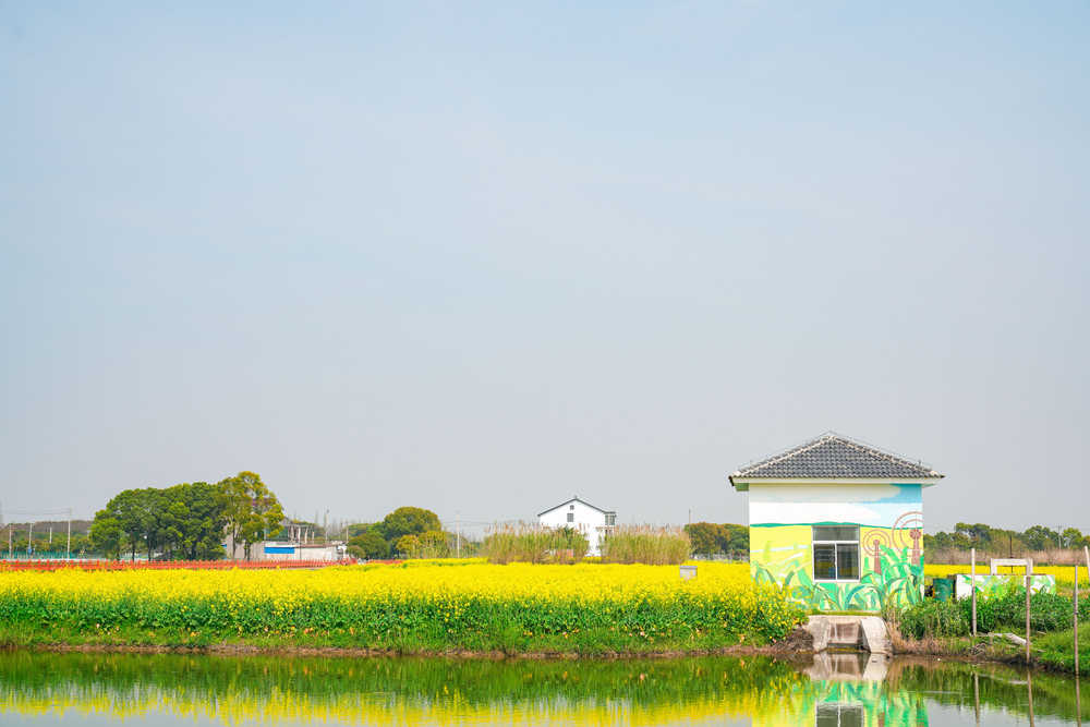 油菜花