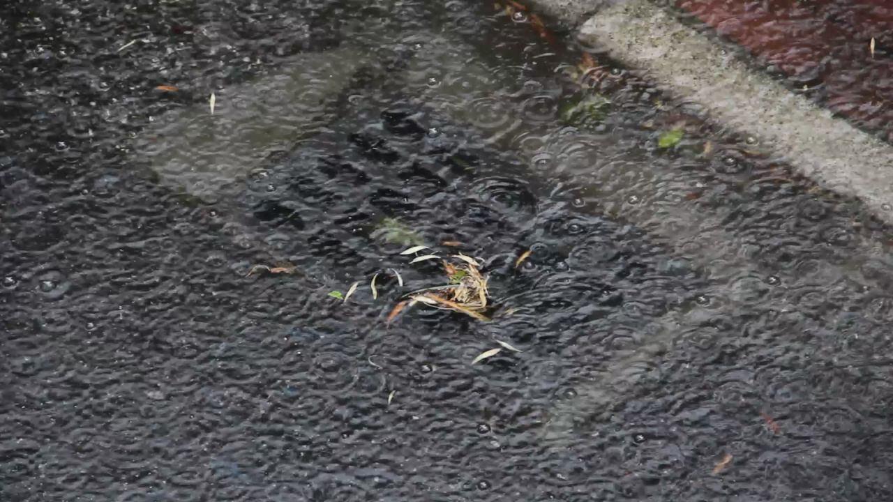 大雨中雨水井口的白兰花瓣