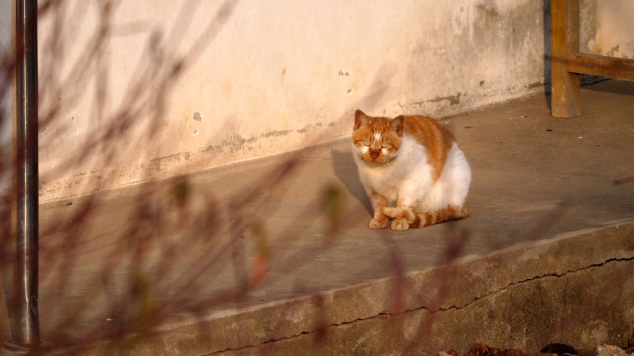 午后休息的猫咪