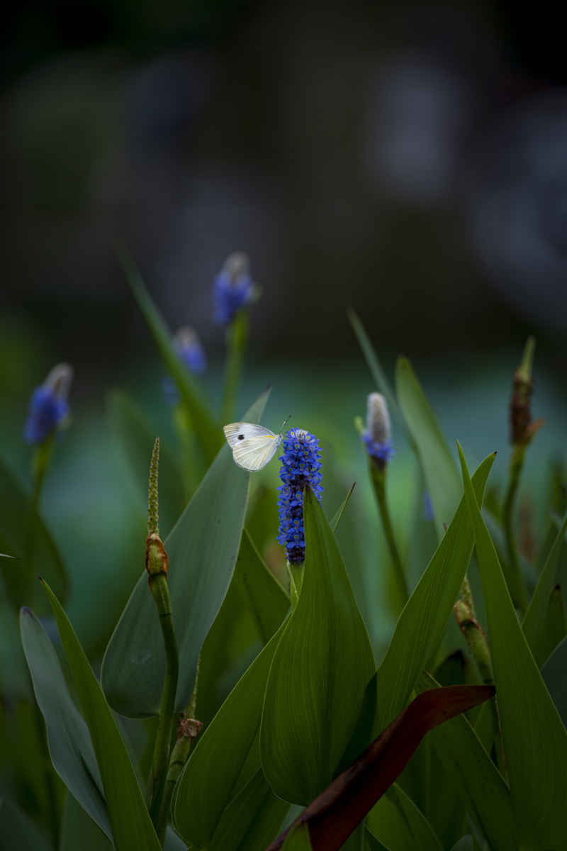 广西大学荷花