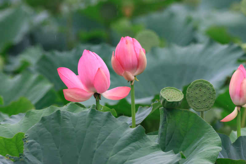 荷花 15