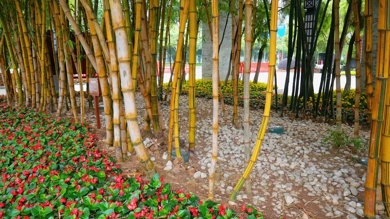 黄金间碧竹林