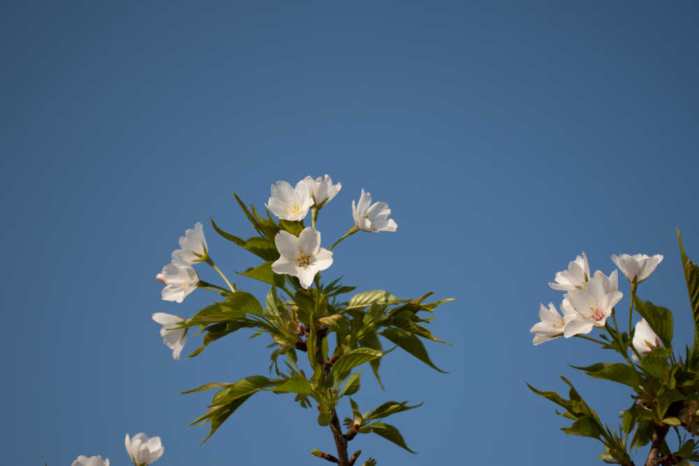白樱花