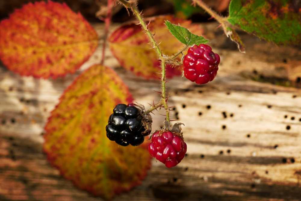 山莓黑莓水果新鲜