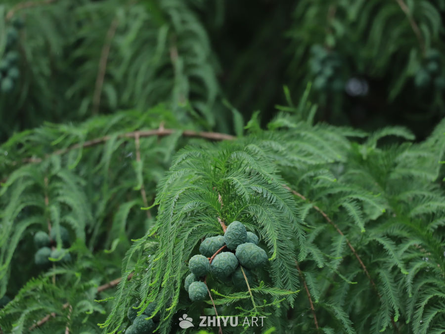 水杉的果实与绿叶