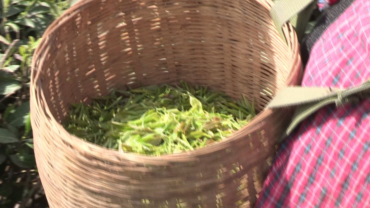 艳阳天下采茶叶