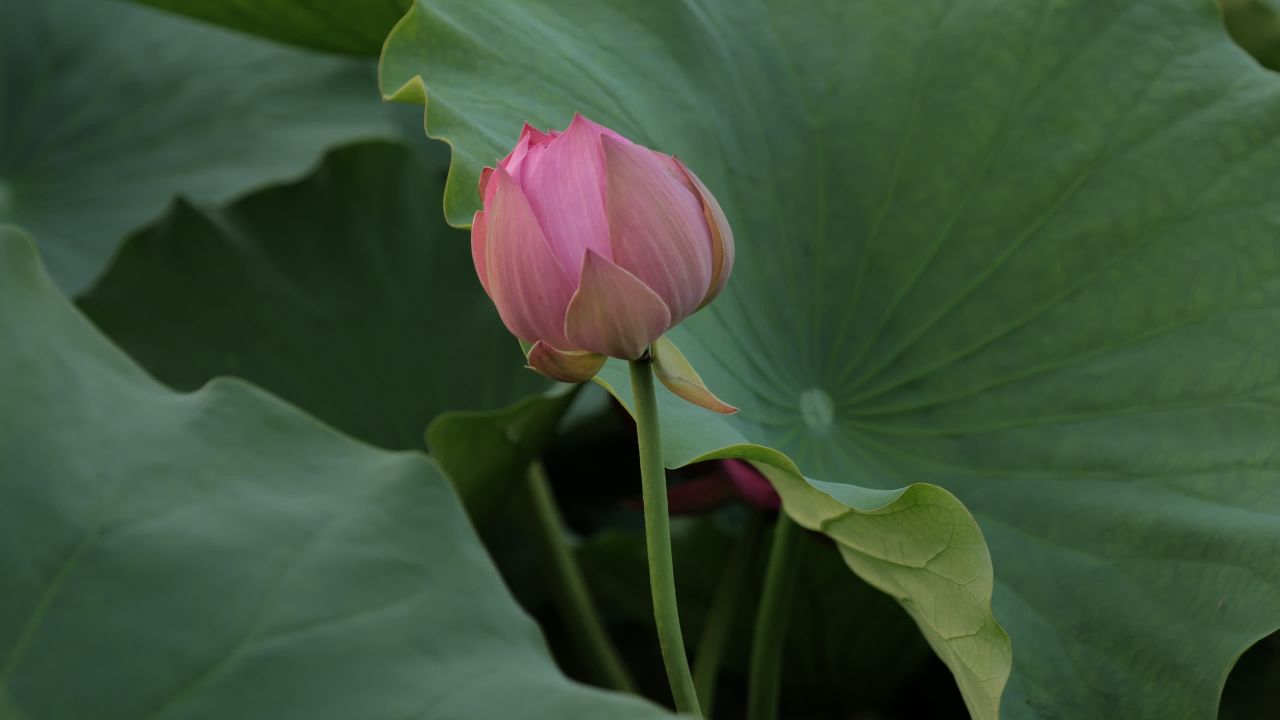 荷花 37
