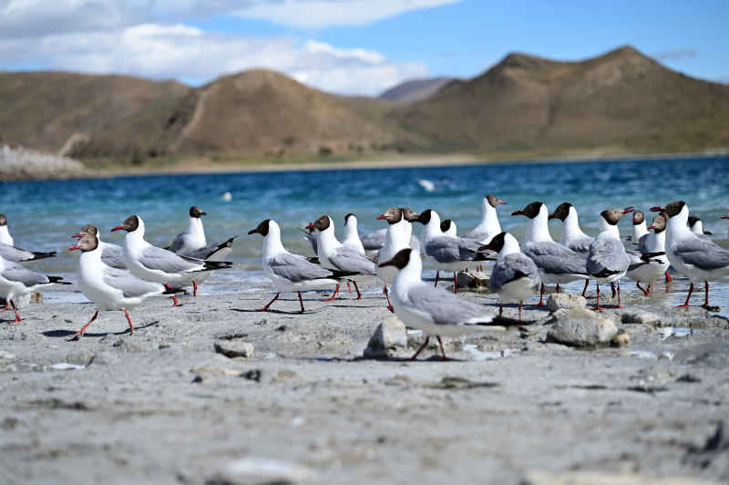 西藏羊卓雍措湖边站立的黑面海鸥群