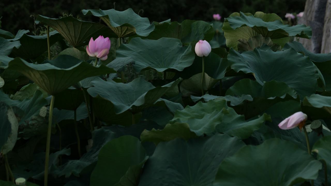 荷花 51