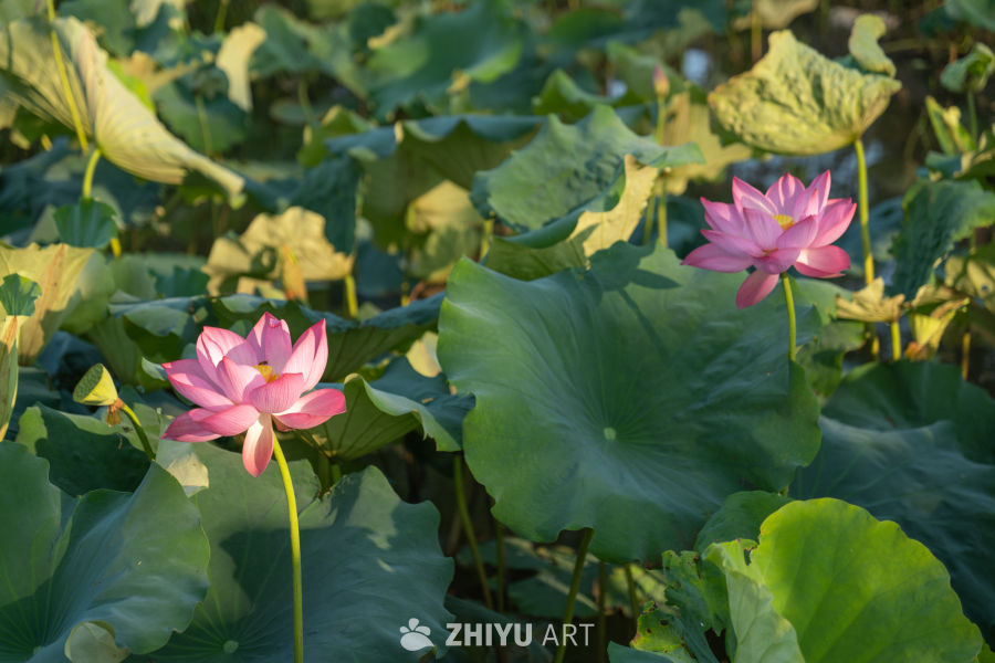荷花 1