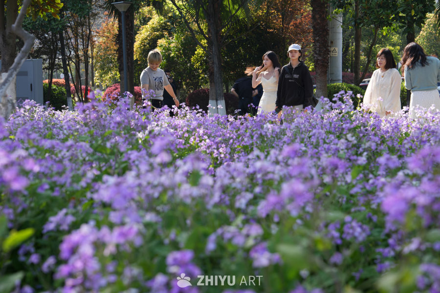 紫花盛开的公园散步