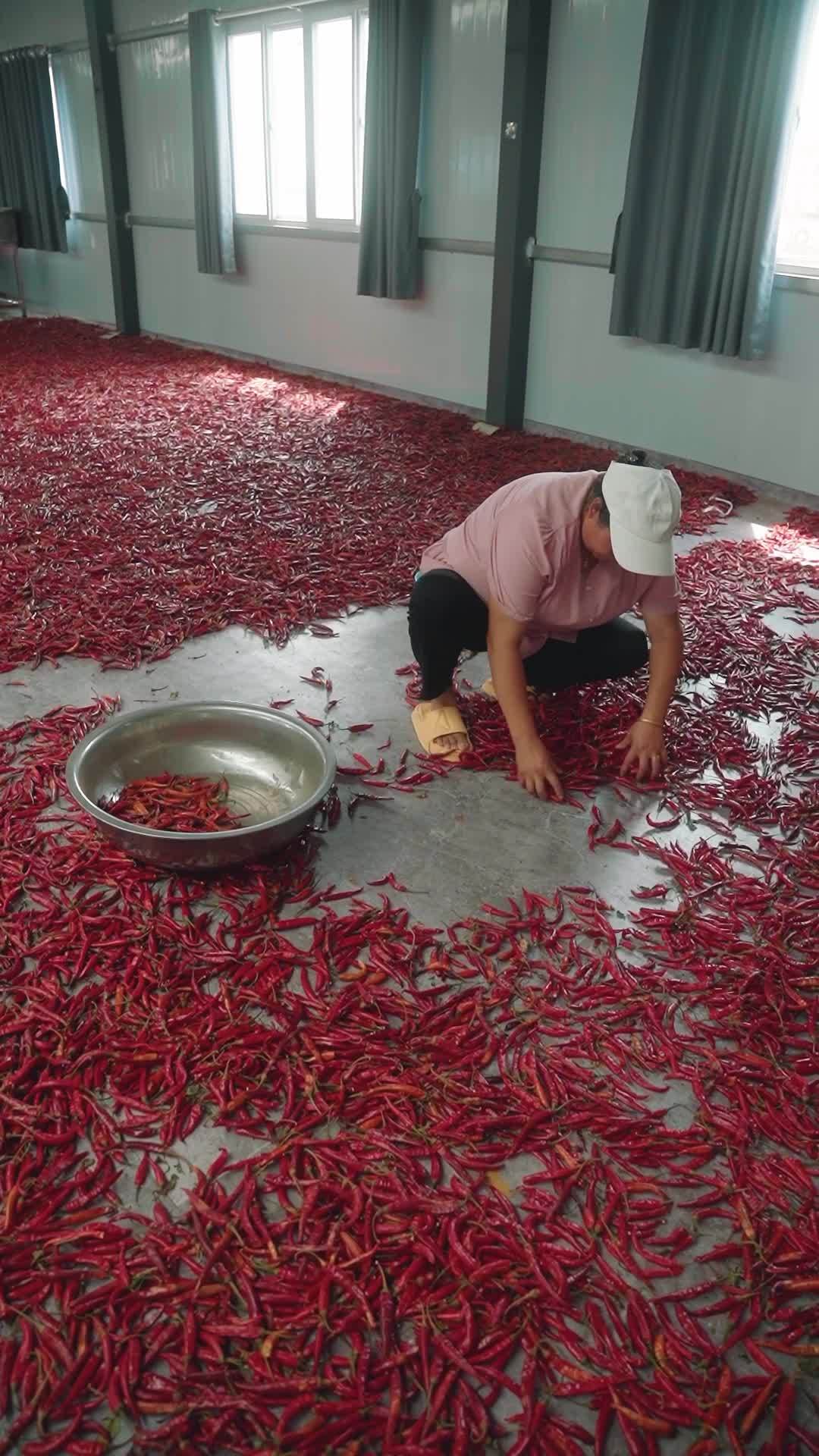 工厂里的辣椒筛选