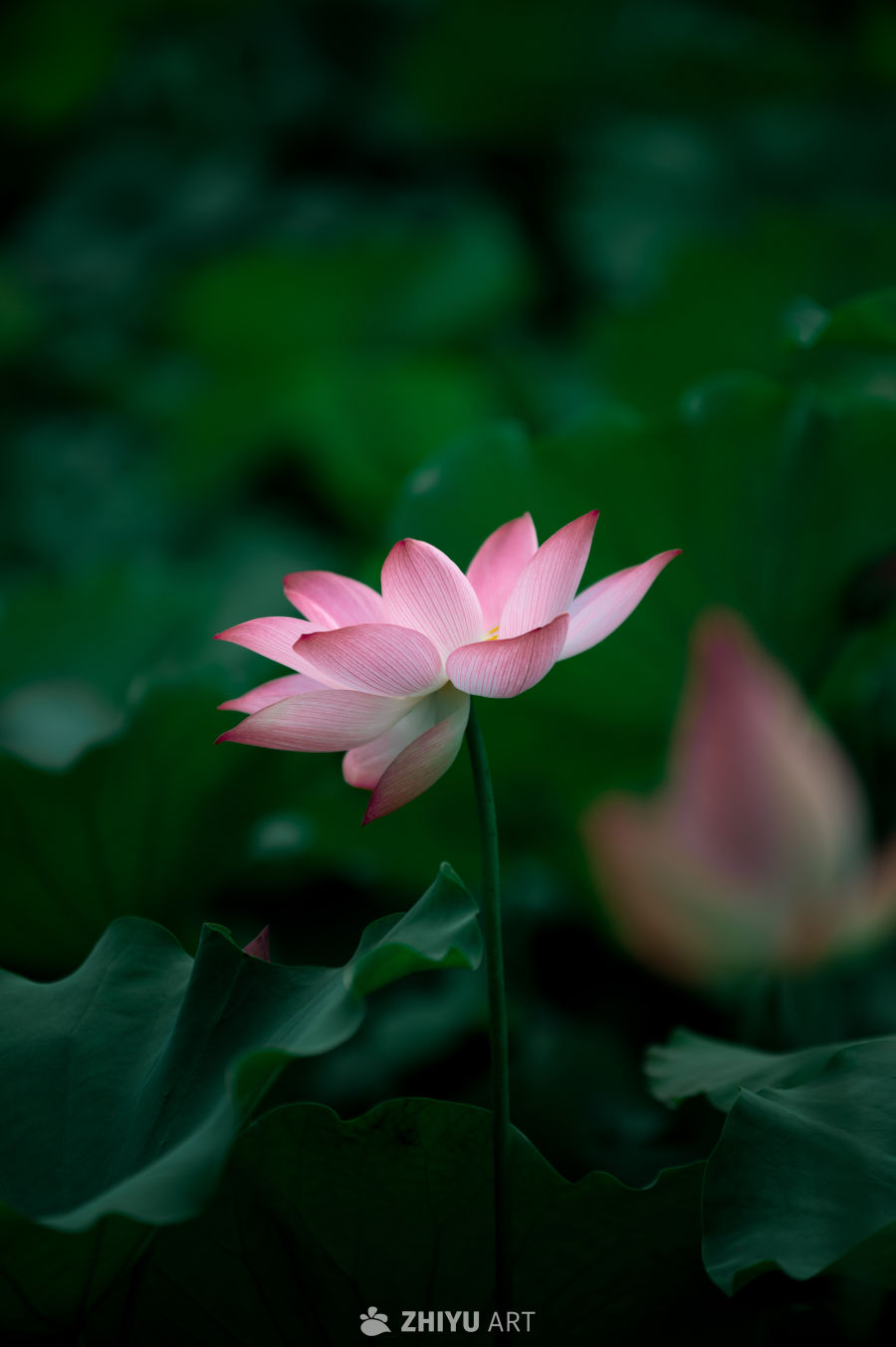 荷花 7