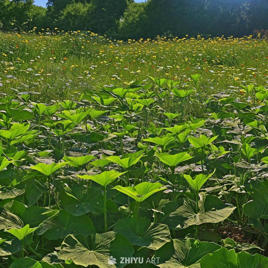一片茂盛的绿色田野，生长着各种植物和花卉，营造出充