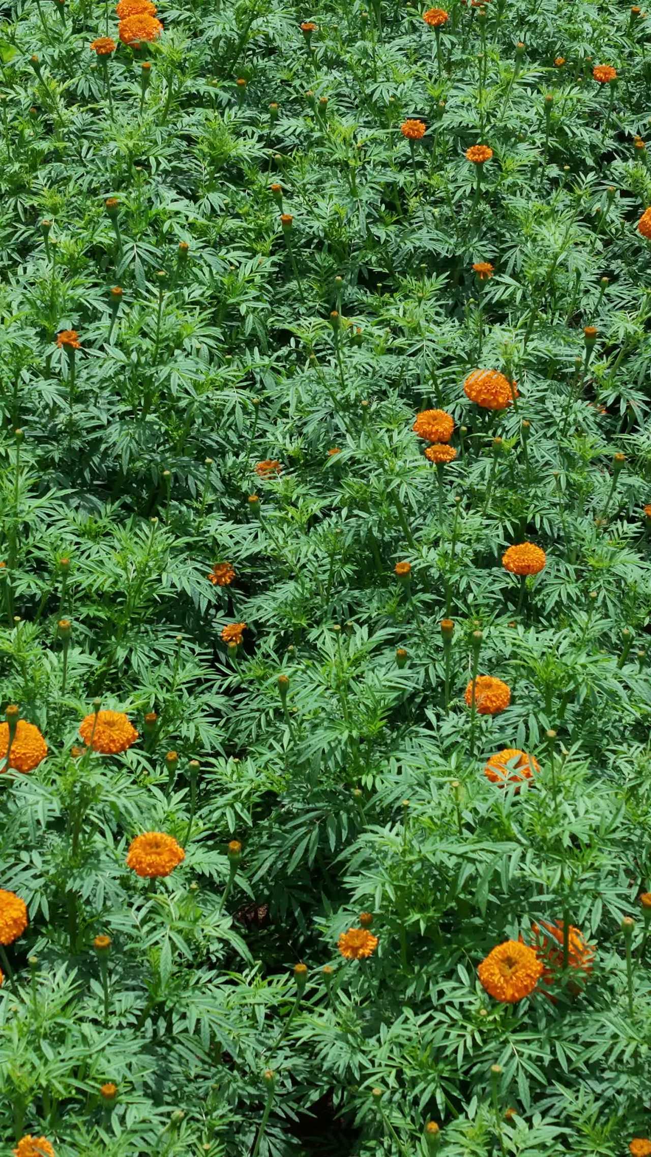 橙色花海的宁静之美