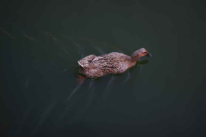 浮游
