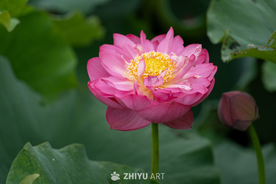 荷花 75