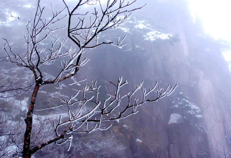 云雾山中雪压枝头