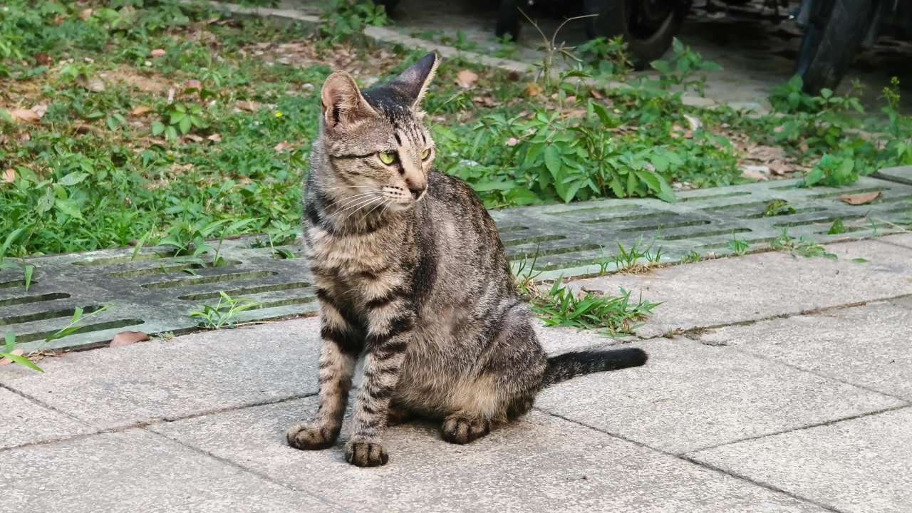 四处张望好奇的猫咪