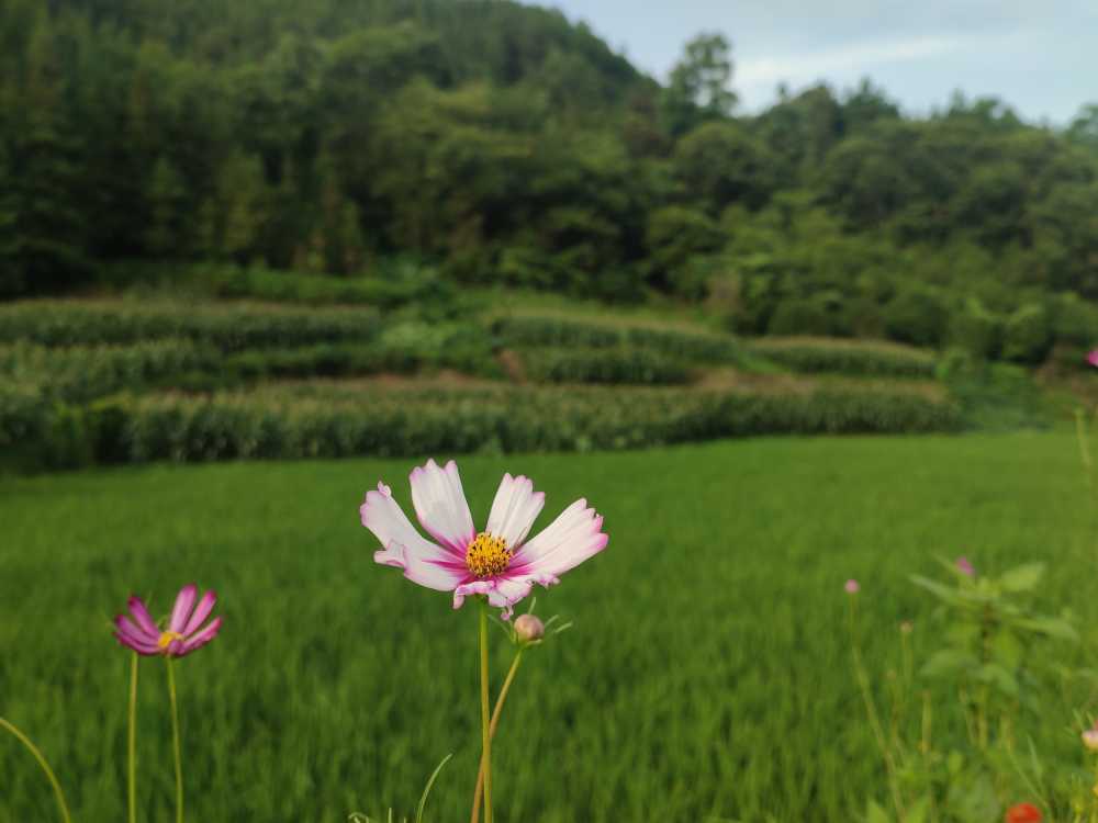 格桑花