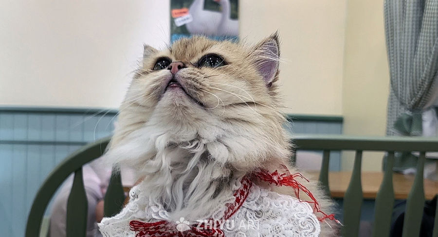小猫能有什么烦恼