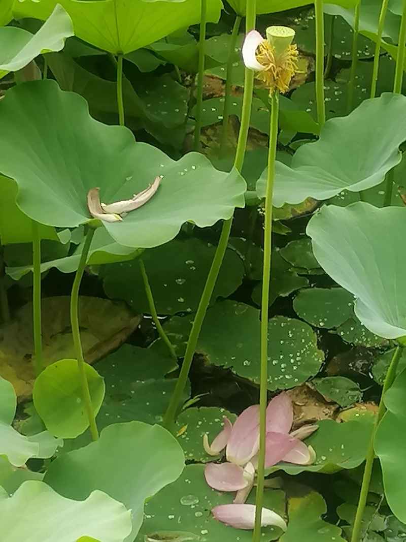 脱落