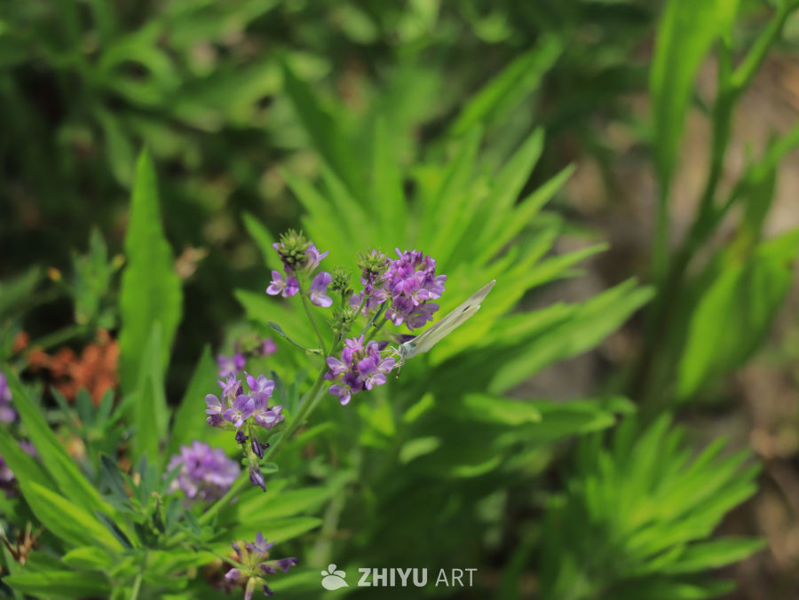 蝴蝶与紫色花海