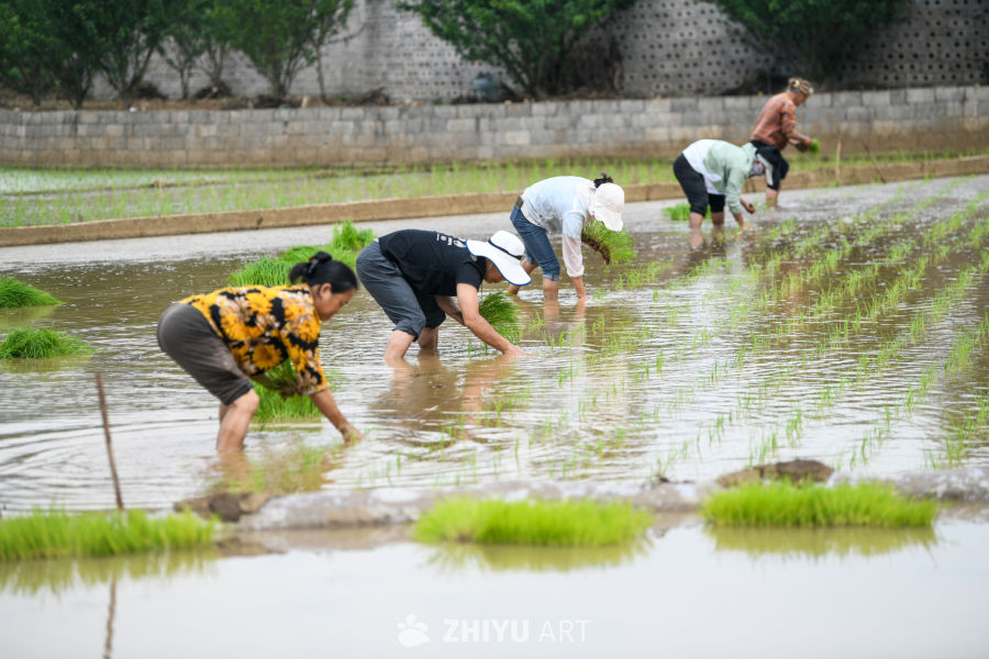 传统水稻种植场景 1