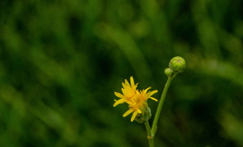 花特写