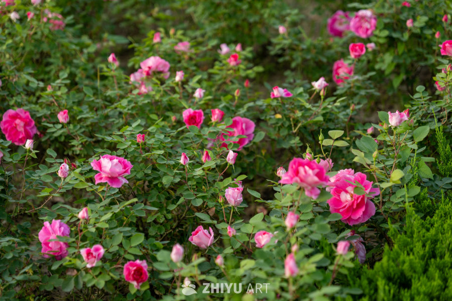 月季花 5