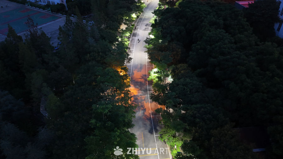 夜色中的林荫小道