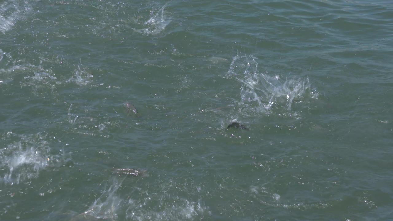 海洋牧场深海养殖