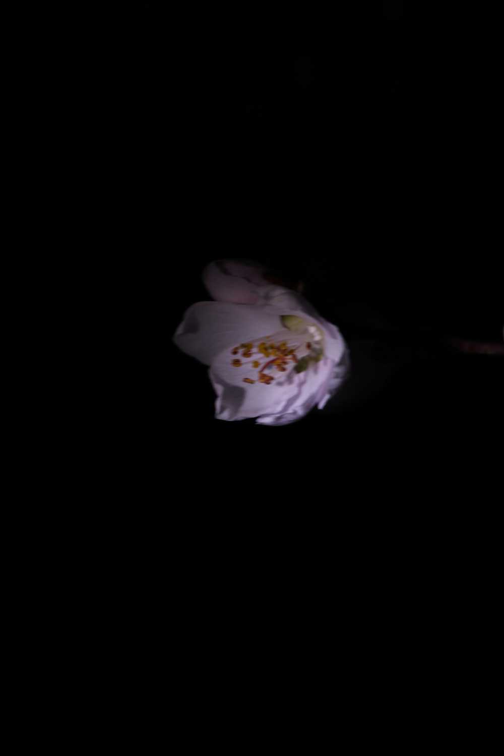 盛夜