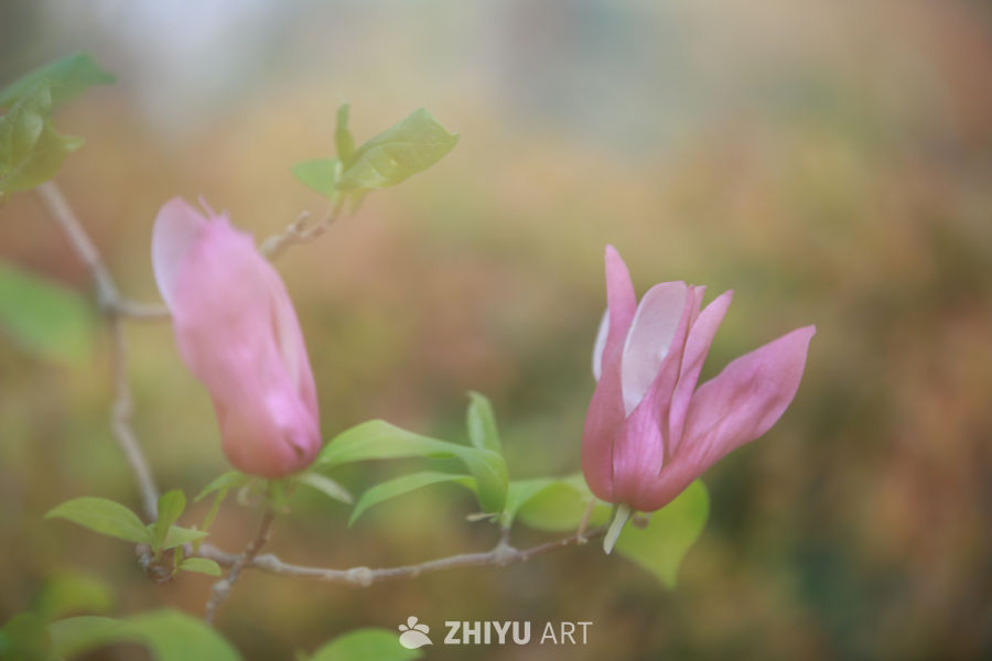 春日花语