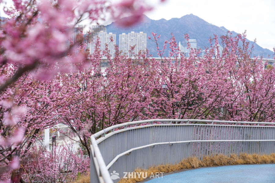 城市中的樱花盛开