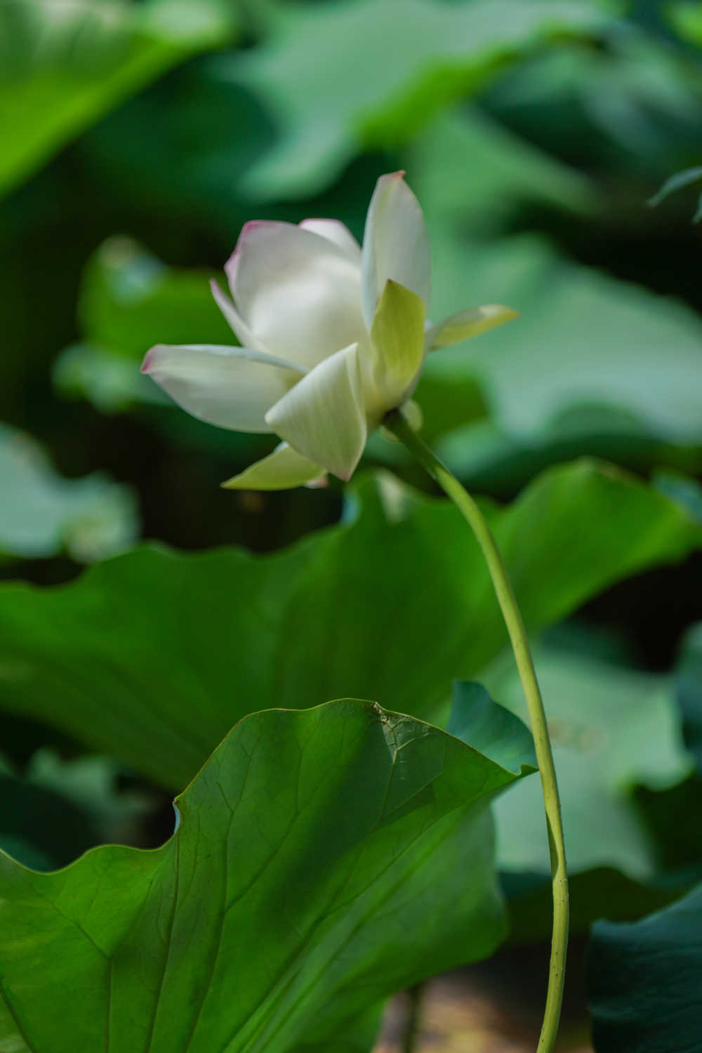 荷花 3