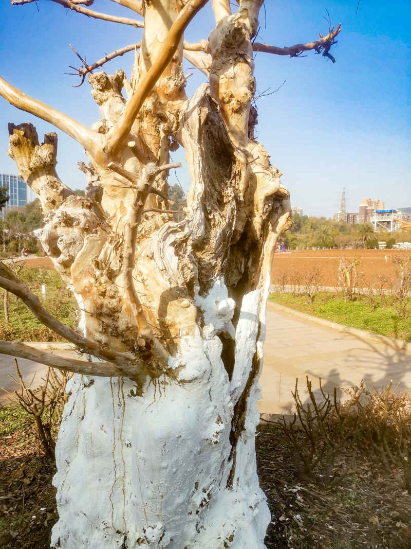 湖南省植物园各种植物摄影图