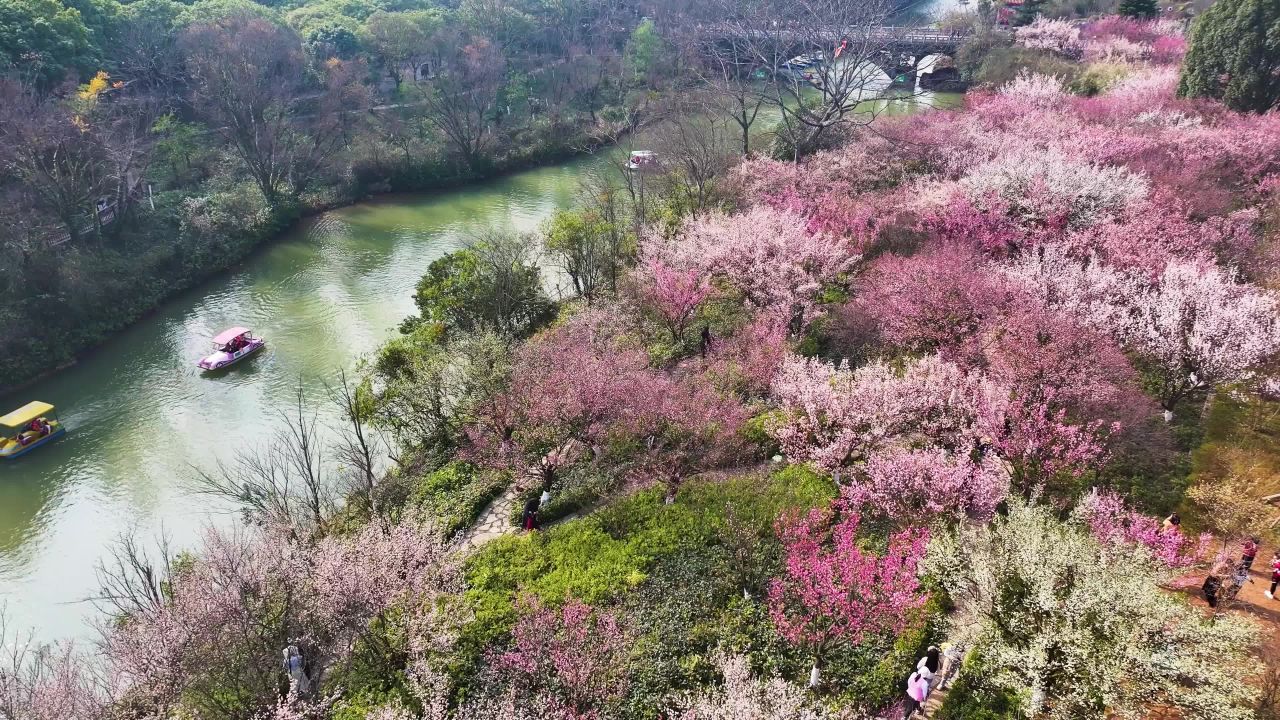 4k航拍盛开的梅花  大美自然风景