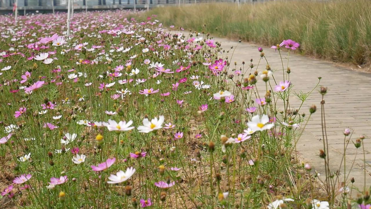 格桑花地