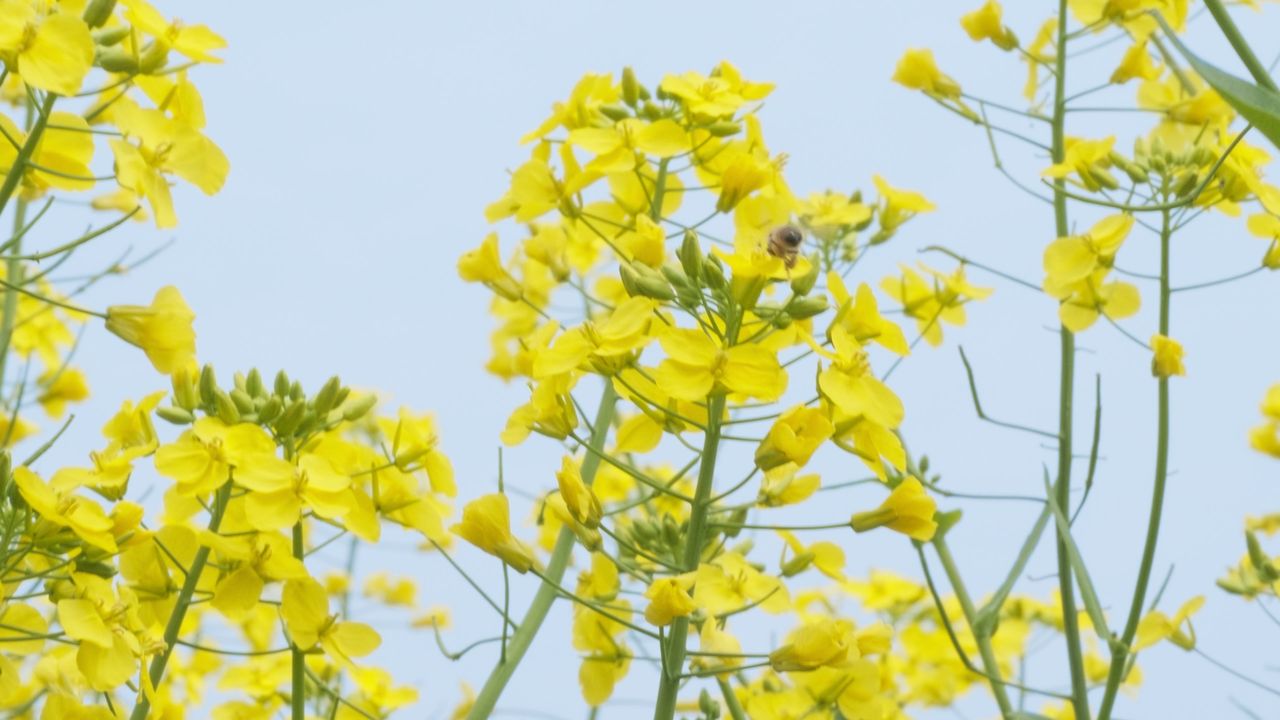 油菜花蜜蜂采蜜特写微距4K实拍