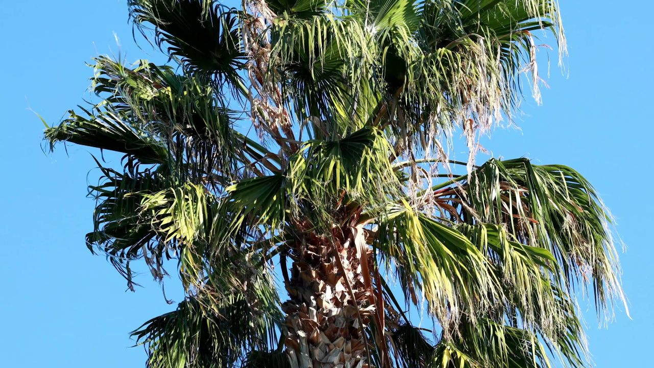 棕榈树叶子蓝色绿色
